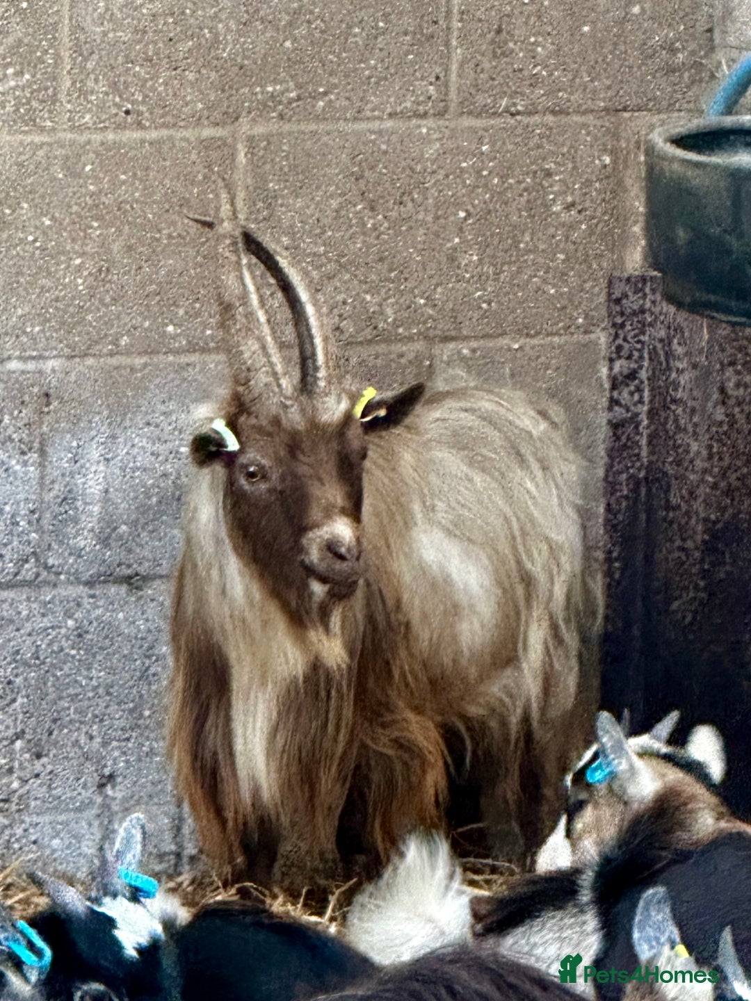 Goats livestock for sale: PYGMY BILLY - PROVEN - Image 7