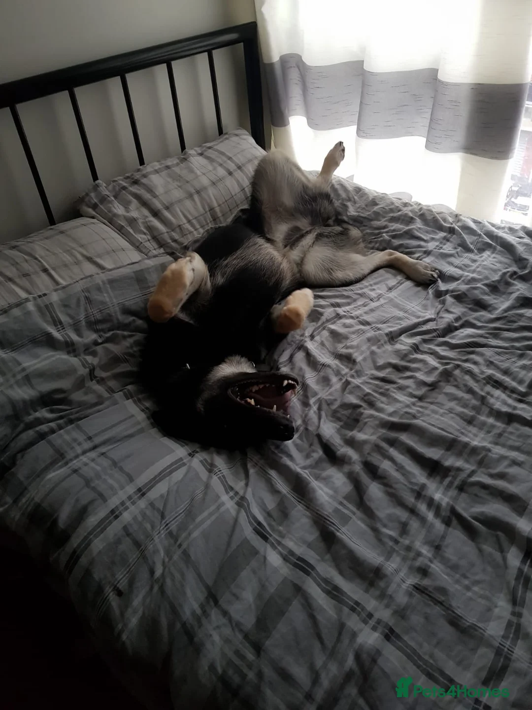 Mixed Breed dogs for sale: 9 Year Old Female German Shepard Cross in Cambridge - Advert 4