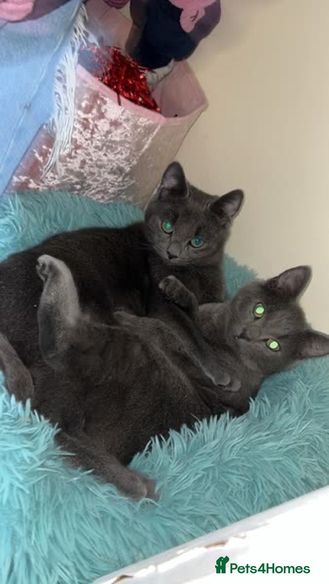 Mixed Breed cats for sale: 17 month old brothers for rehoming.  - Advert 2
