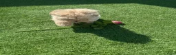 Maltipoo dogs for sale: Beautiful cream Asian Maltipoo beautiful small 💙 - Advert 5