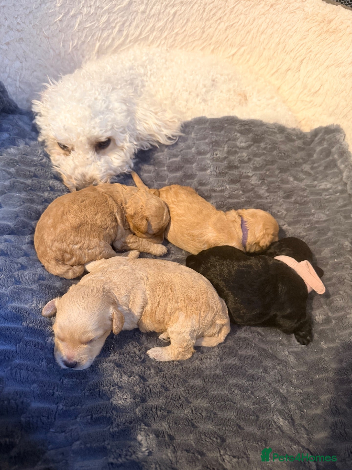 Mixed Breed dogs Beautiful Poochon puppies - Advert 1