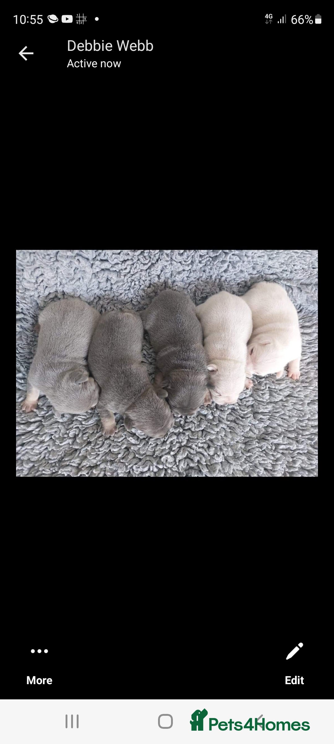 French Bulldog dogs for stud: Top Quality Stud RAMSGATE 🎯🎯 KC registered💣💣  in Ramsgate - Advert 19