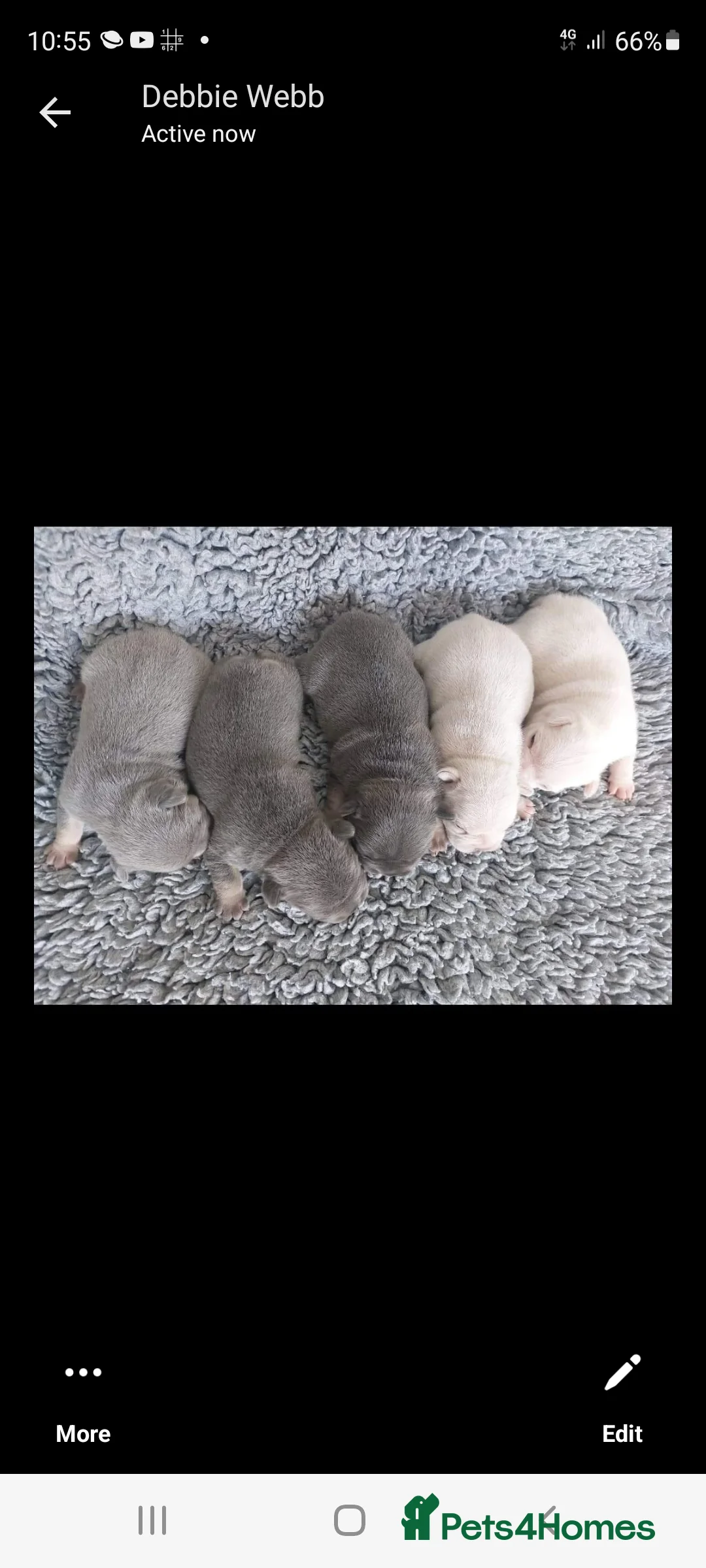 French Bulldog dogs for stud: Top Quality Stud RAMSGATE 🎯🎯 KC registered💣💣  in Ramsgate - Advert 19