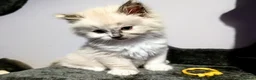 Ragdoll cats for sale: Ready for New Homes. Tortie and tabby ragdolls - Advert 33
