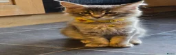 Maine Coon cats for sale: ❤️ TICA Registered Maine Coon Kittens Ready Now ❤️ - Advert 18