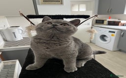 British Shorthair cats for sale: 🐈TOP QUALITY GCCF registered BRITISH SHORTHAIR✨ - Image 1