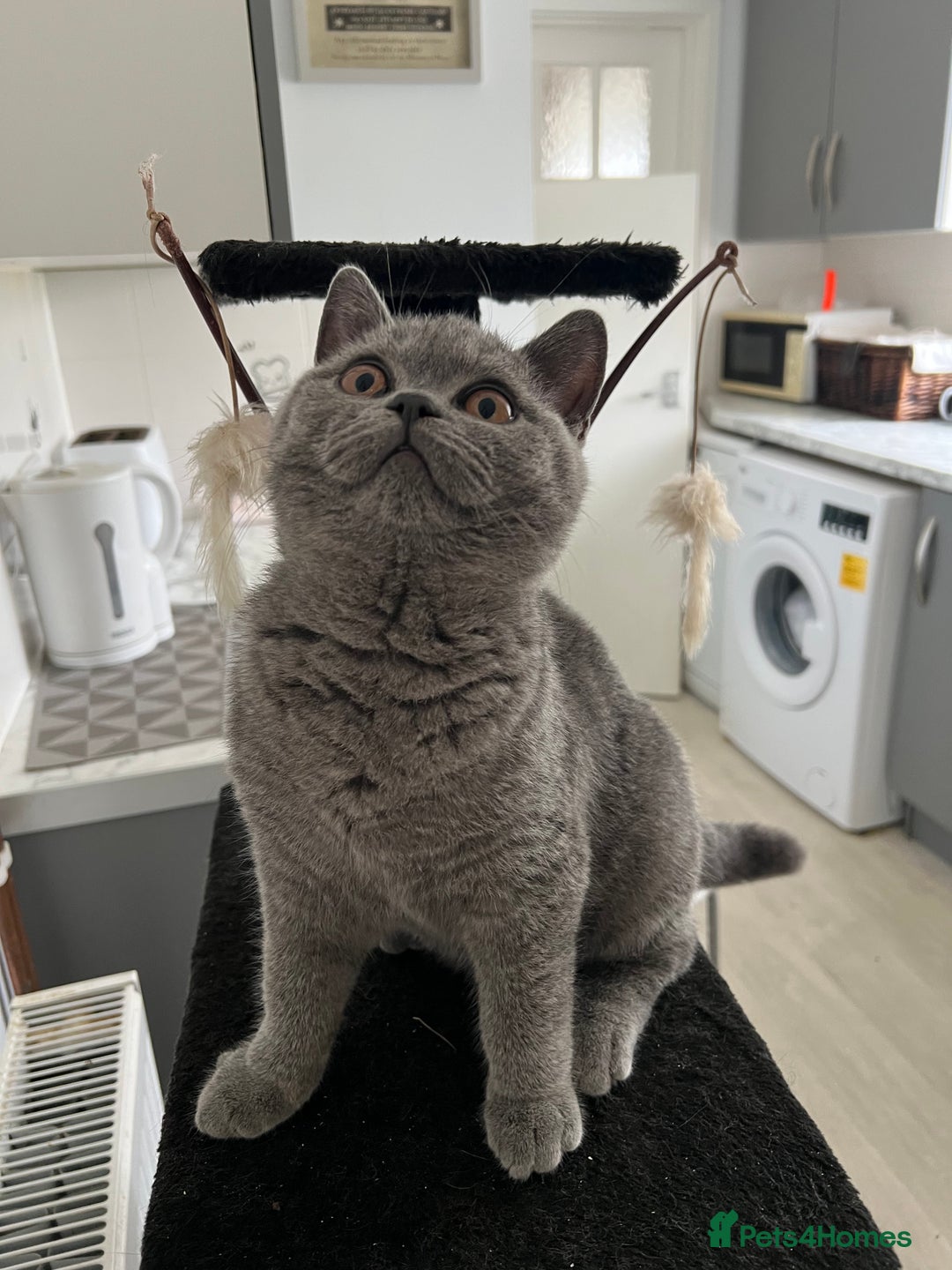 British Shorthair cats for sale: 🐈TOP QUALITY GCCF registered BRITISH SHORTHAIR✨ - Image 1