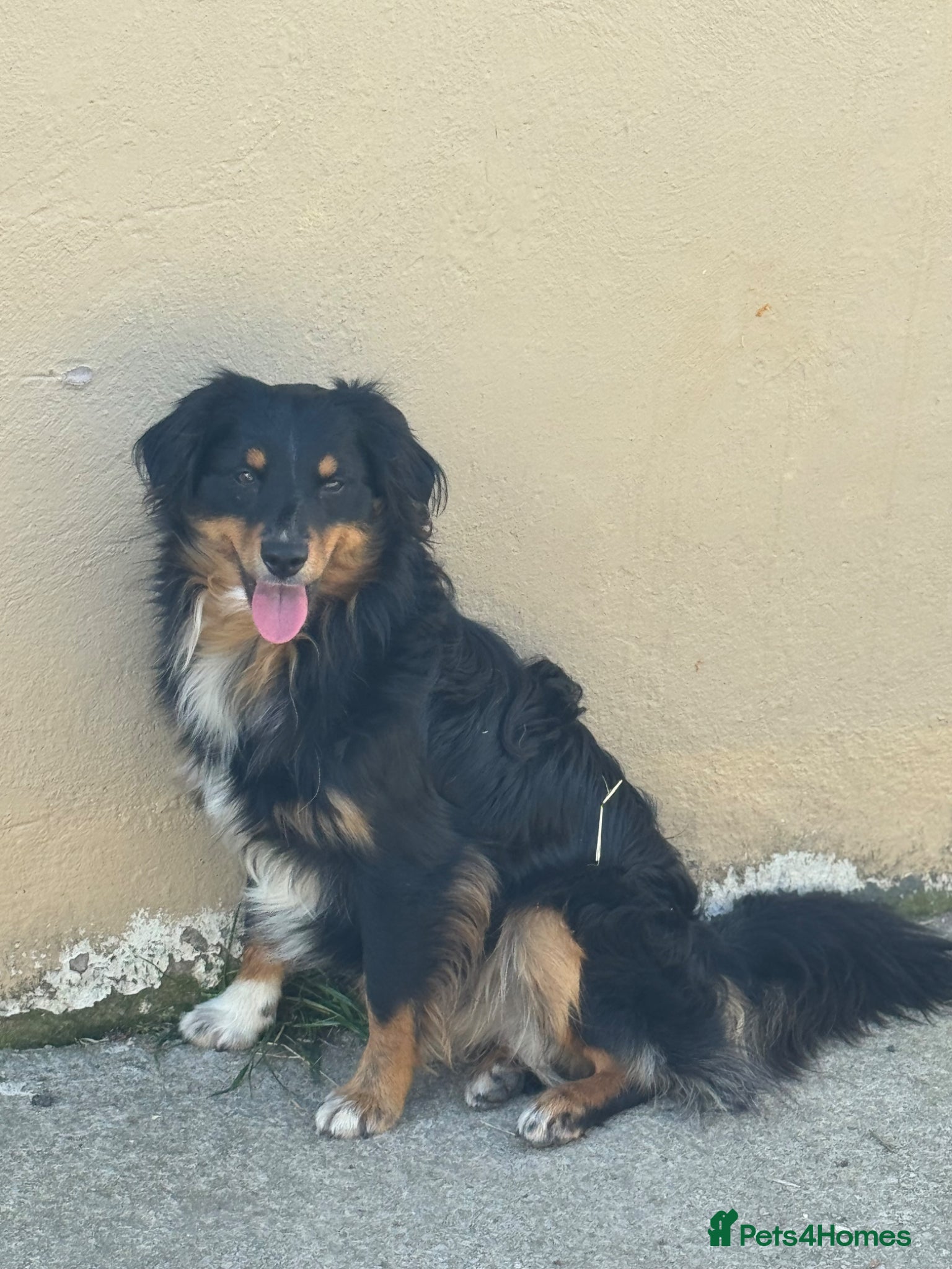 Australian Shepherd dogs Rehoming my Little Dog - Advert 3