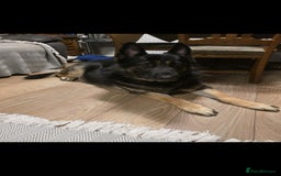 German Shepherd dogs for sale: German shepard puppies  - Image 2