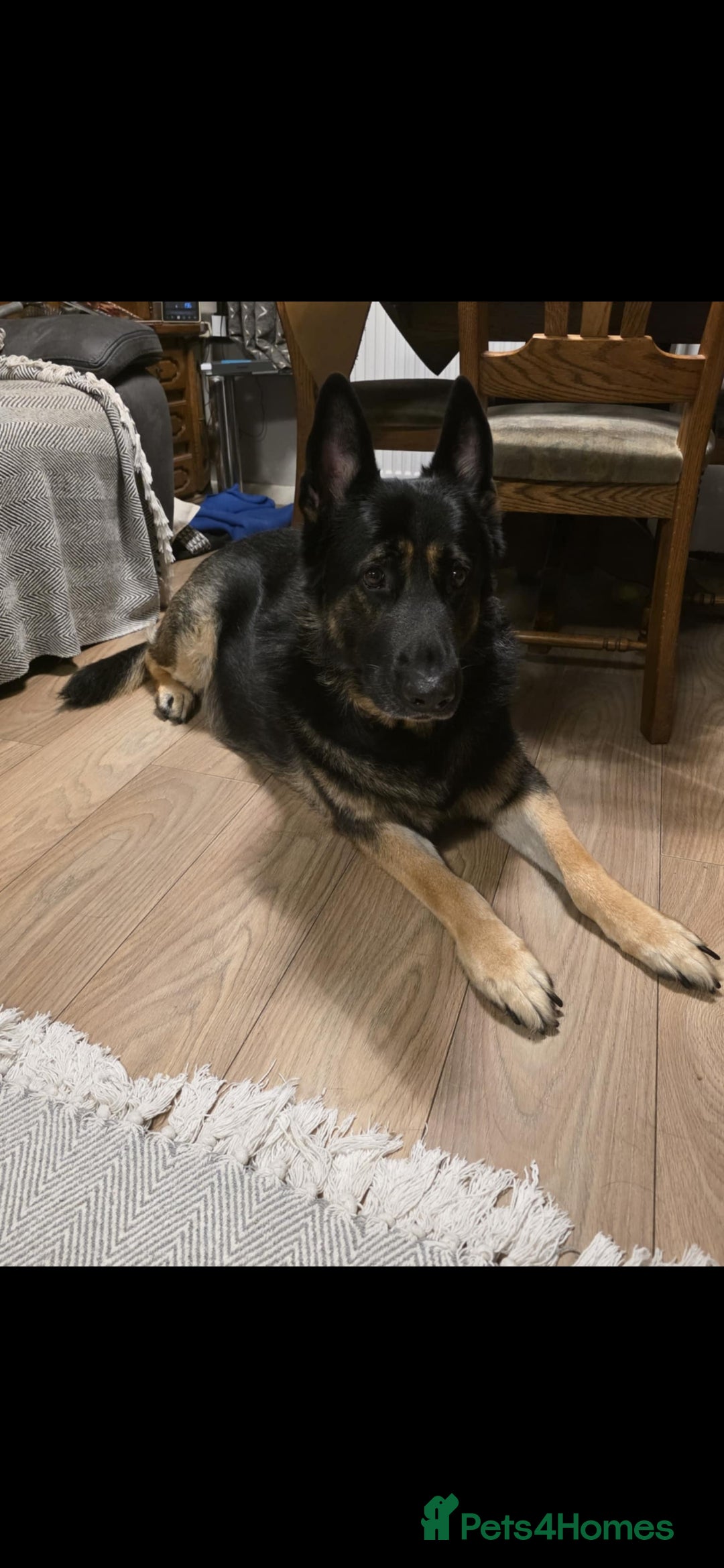 German Shepherd dogs for sale: German shepard puppies  - Image 2
