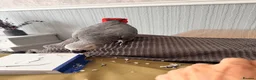Parrots birds for sale: African grey parrot  in Brierley Hill - Advert 5