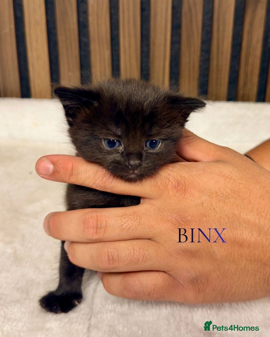British Longhair cats Last 1 | Fluffy Black Female Kitten | Ready Now - Advert 2