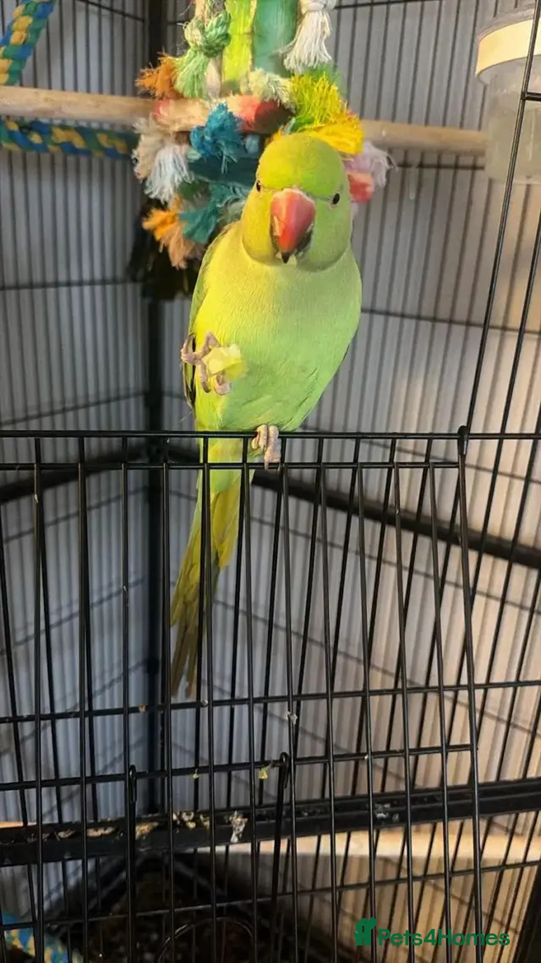 Ringnecks birds for sale: green ringneck parrot  in Worcester - Advert 5