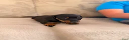 Jackshund dogs for sale: Jackshund puppy for sale  - Advert 9