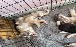 Siberian Husky dogs for sale: 6 hand reared husky babies  - Image 5