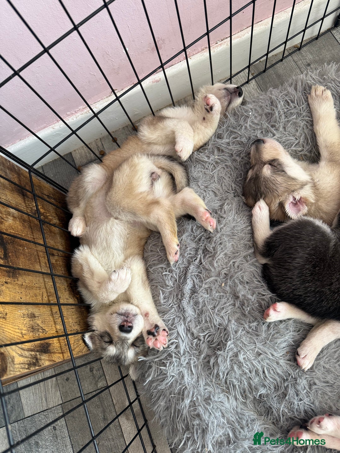 Siberian Husky dogs for sale: 6 hand reared husky babies  - Image 5