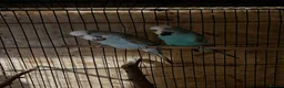 Budgerigars birds for sale: 12 Healthy Budgies for Sale – 7 Males & 5 Females - Advert 2