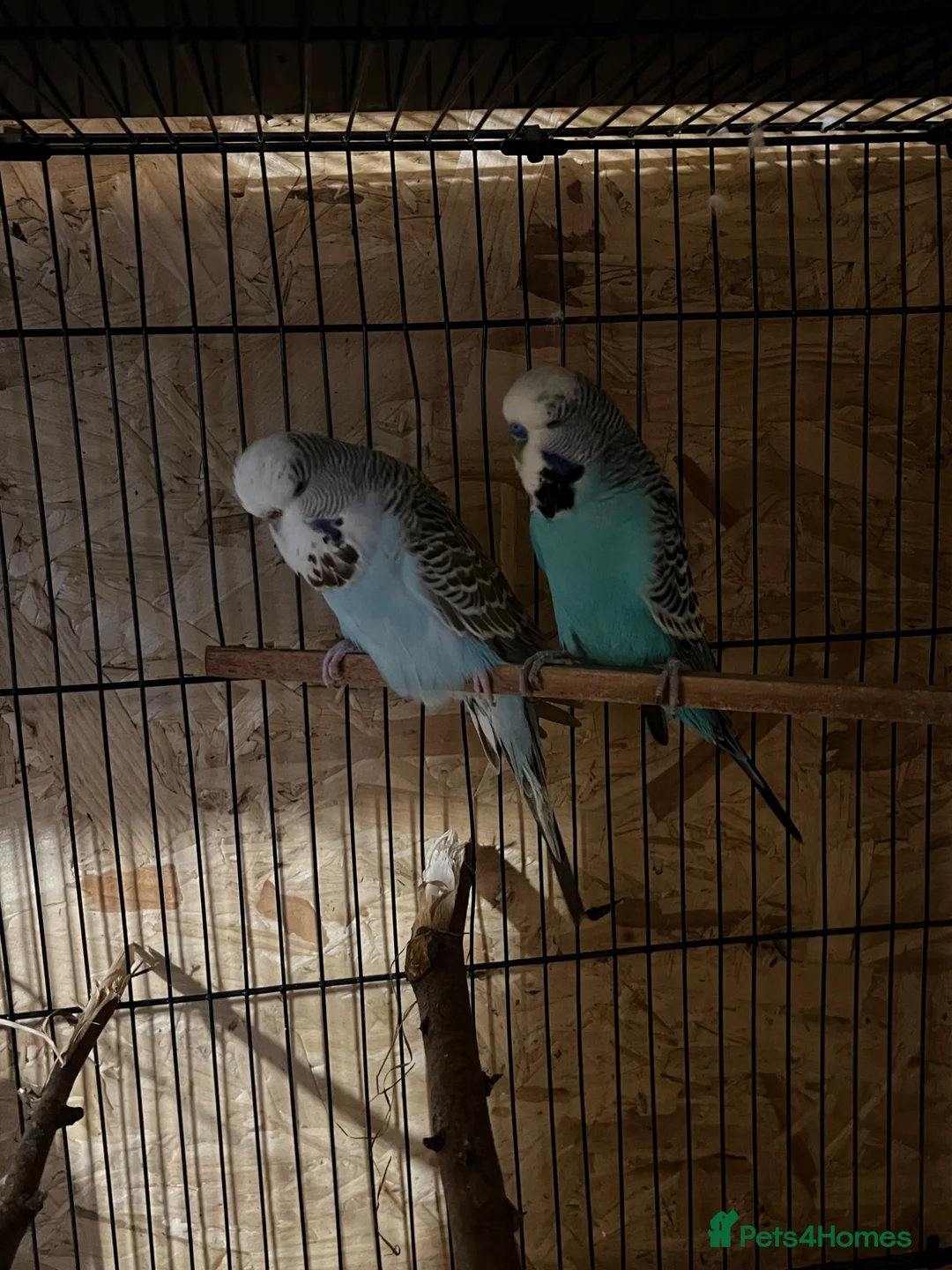 Budgerigars birds for sale: 12 Healthy Budgies for Sale – 7 Males & 5 Females - Advert 2