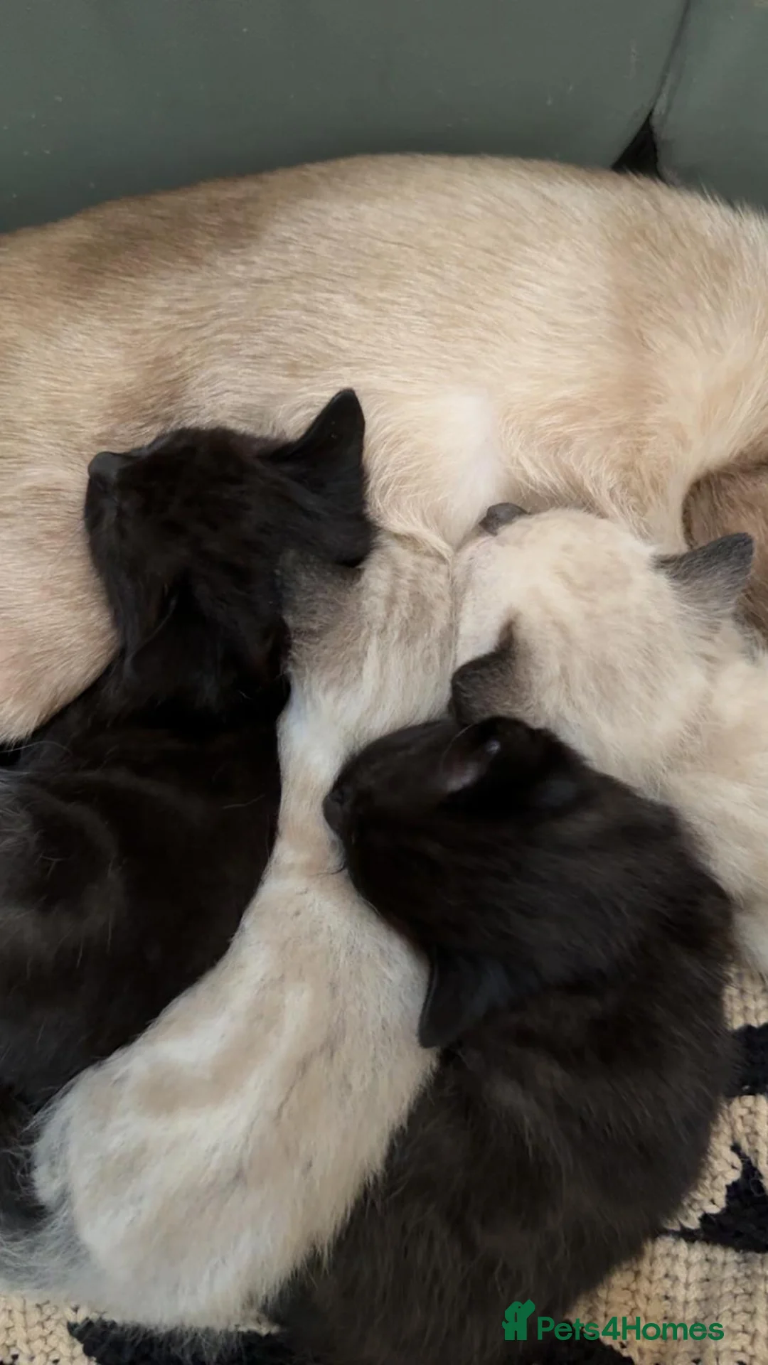 Siamese cats for sale: Cute Siamese Kitties - Advert 2