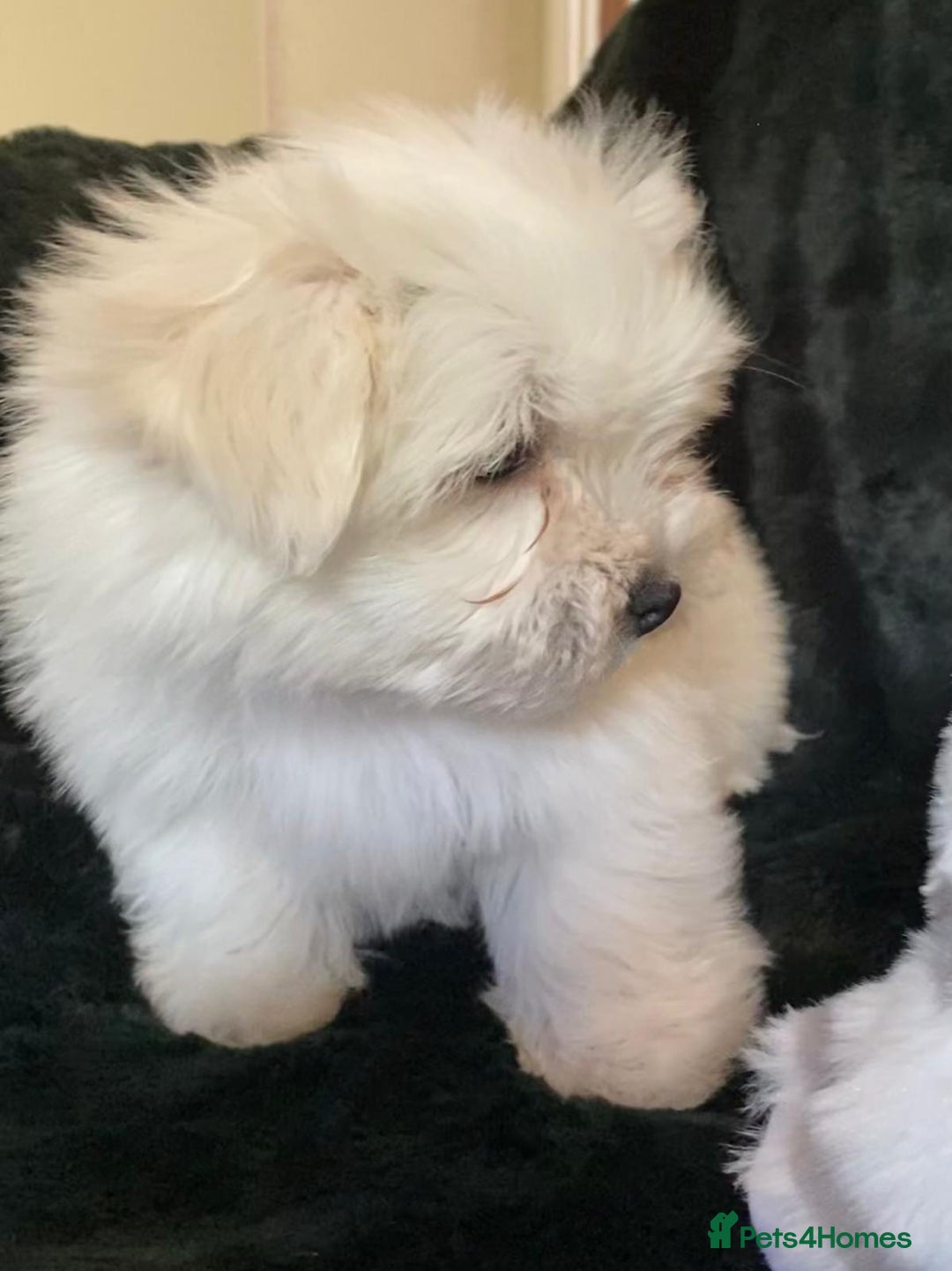 Maltese dogs for sale: Maltese puppies for sale  - Advert 23