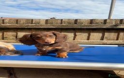 Dachshund dogs for sale: REDUCED ready for her new home  in Cardiff - Image 14