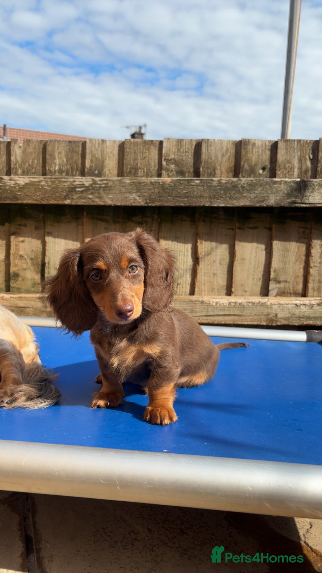 Dachshund dogs for sale: REDUCED ready for her new home  in Cardiff - Image 14
