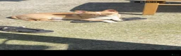 Chihuahua dogs for sale: Chihuahua  in London - Advert 3