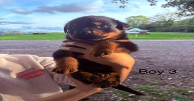 Rottweiler dogs - Advert 1
