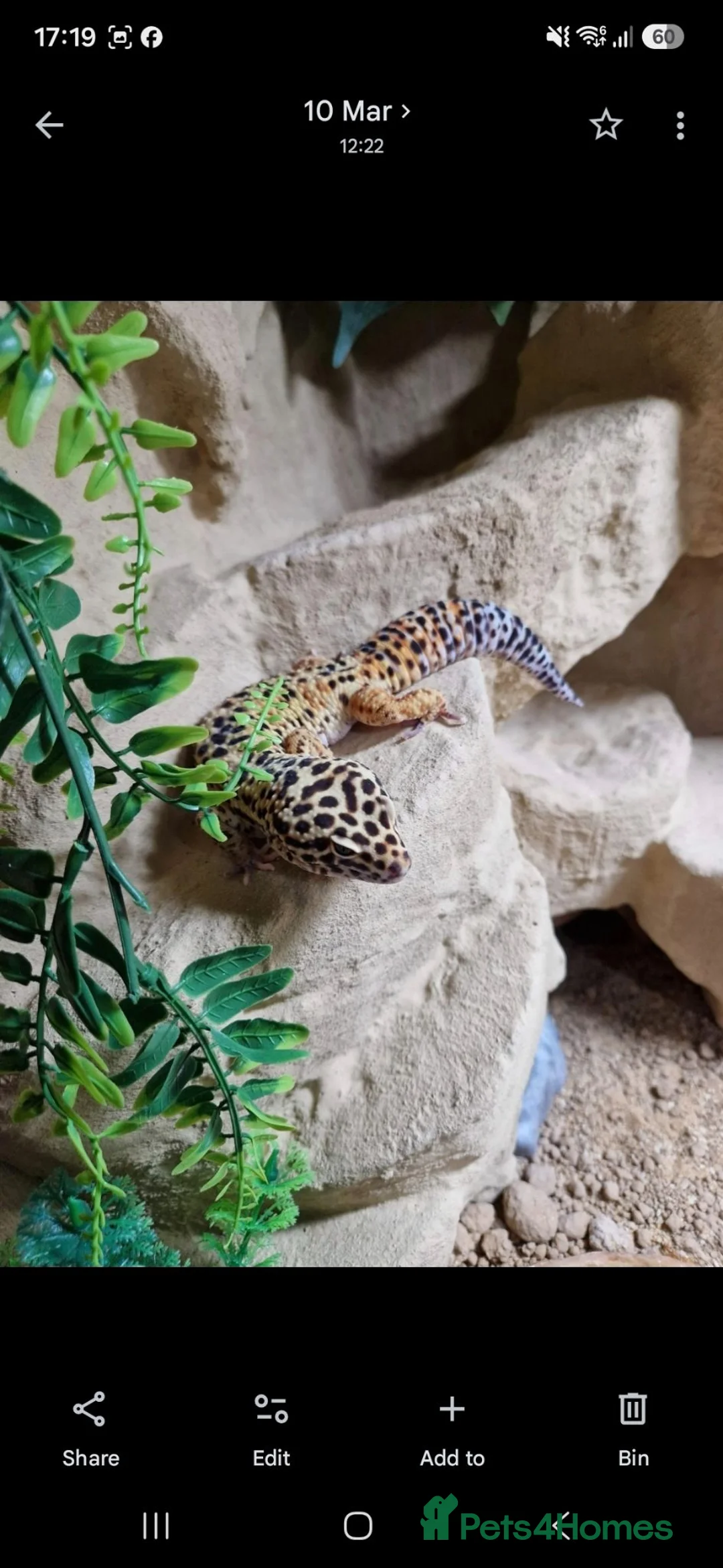 Leopard Gecko reptiles for sale: Male Leopard Gecko - Supergiant x Madarin Morphe in Bourne - Advert 2