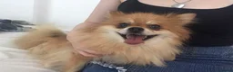 Pomeranian dogs for sale: 4 Purebred Pomeranian puppies - Advert 13