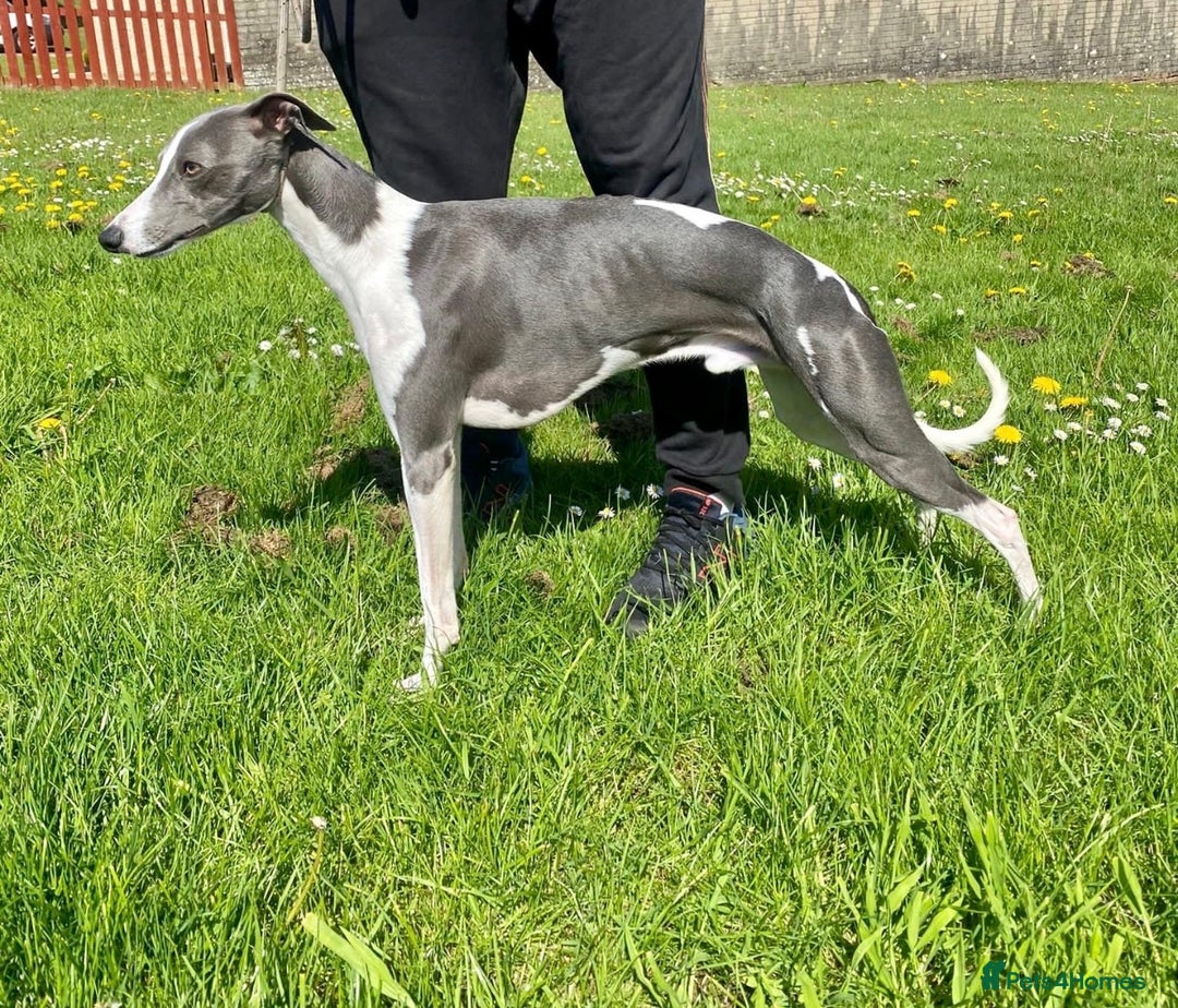 Whippet dogs for sale: Kc reg whippets  - Advert 15