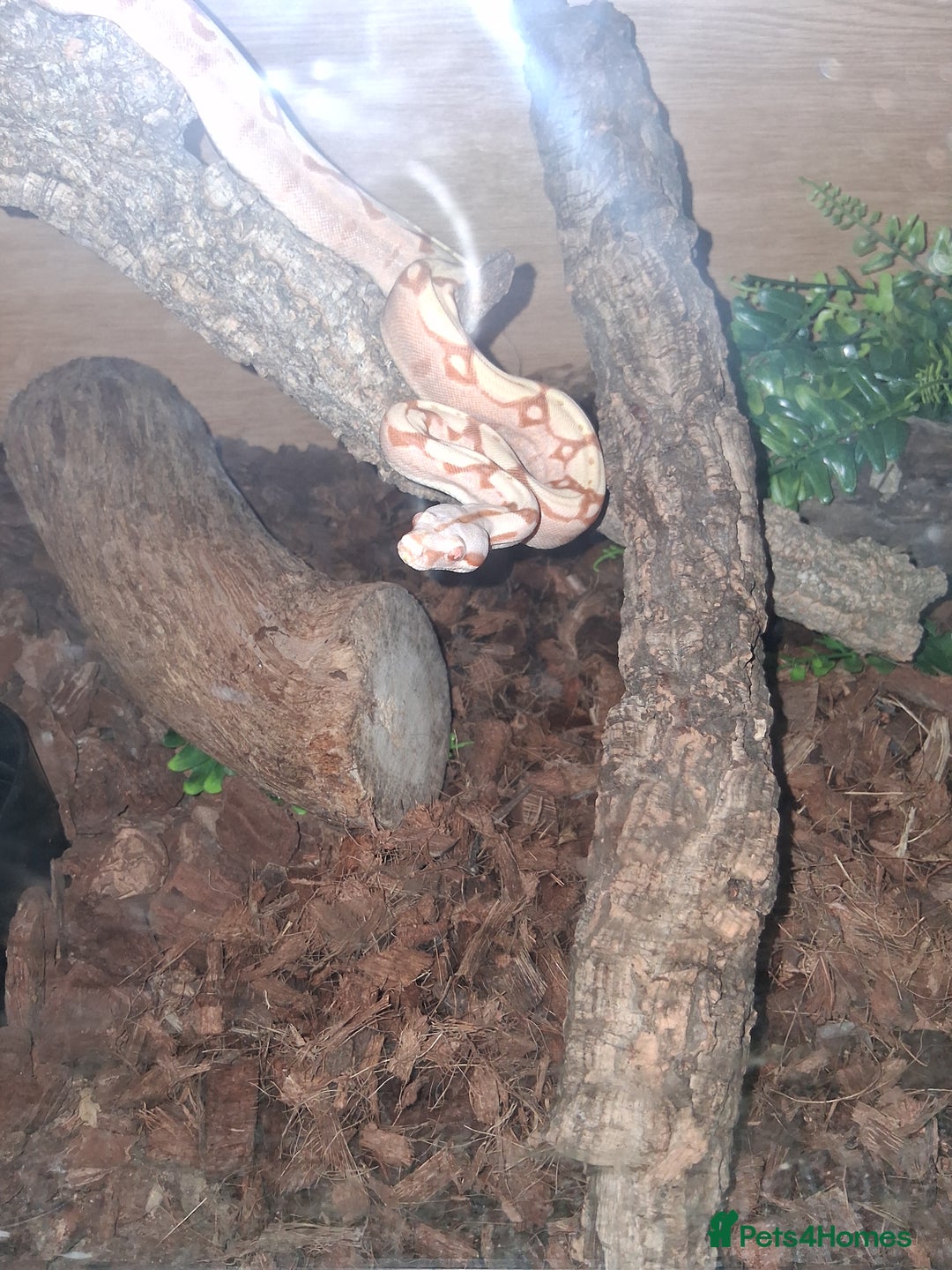 Boa Snake reptiles for sale: Boa  constrictor - Advert 5