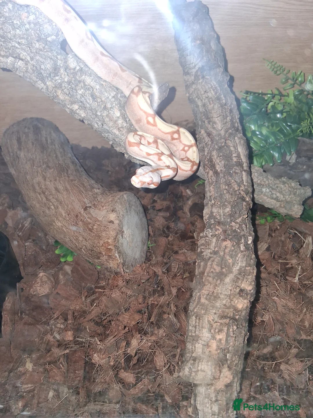 Boa Snake reptiles for sale: Boa  constrictor - Advert 5