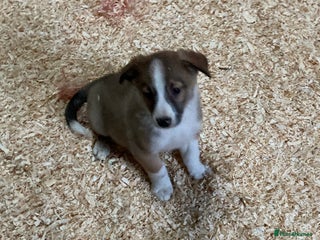 Border Collie dogs Red/Brown Merle Border Collie Pups - Advert 2