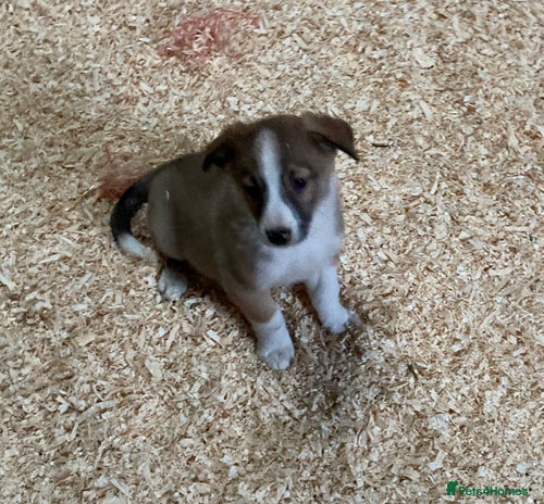 Border Collie dogs Red/Brown Merle Border Collie Pups - Advert 1