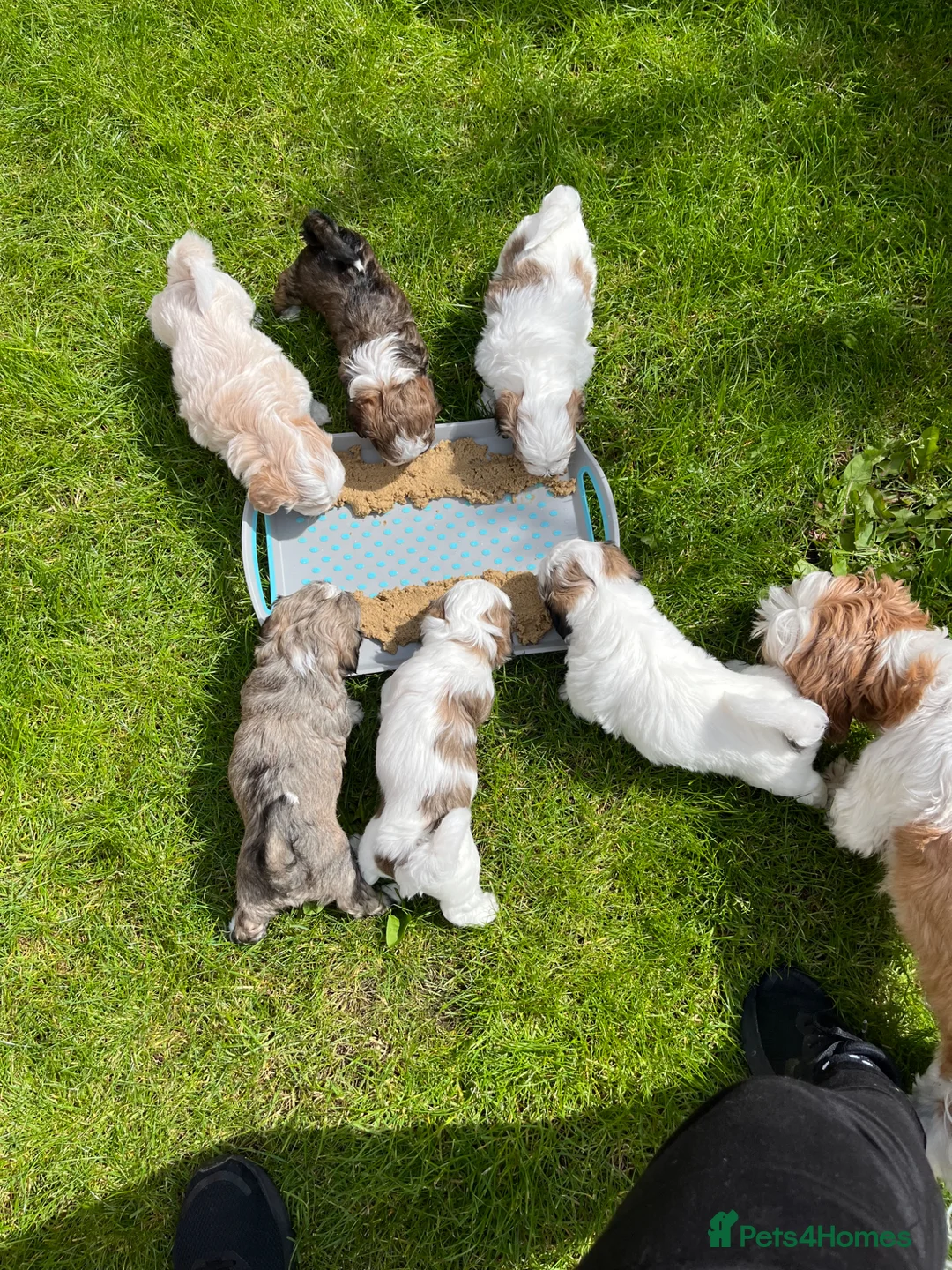Mixed Breed dogs for sale: 6 Beautiful Puppies - Advert 5