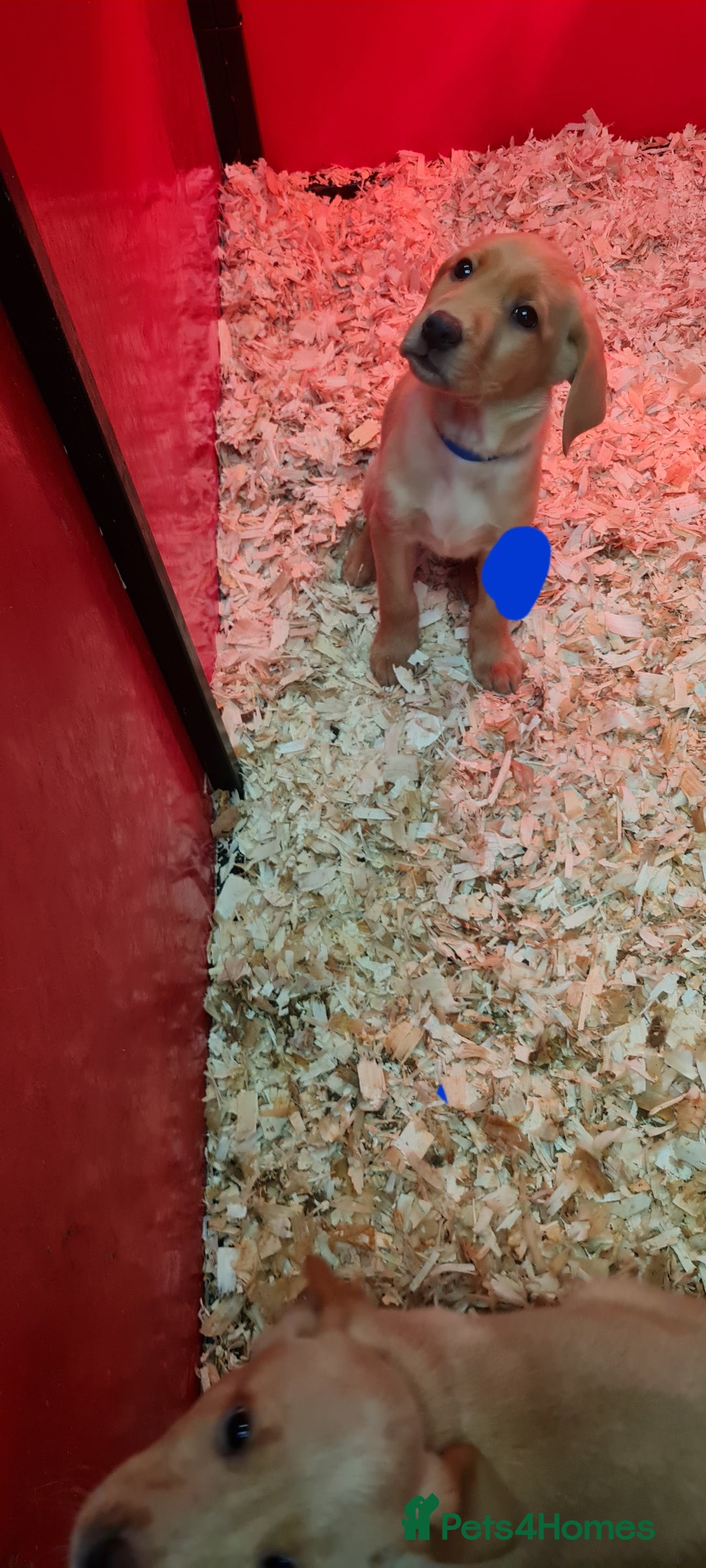 Labrador Retriever dogs for sale: Labrador Fox Red - Image 10