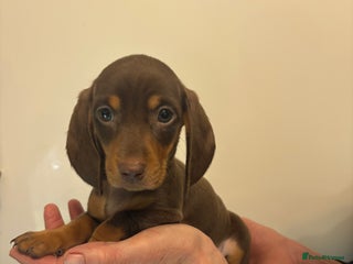 Miniature Dachshund dogs 🤩 2 Kc mini dachshund 🤩 - Advert 5