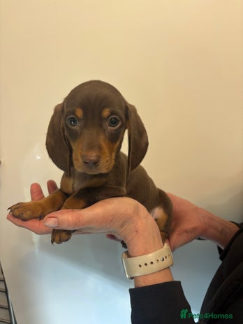 Miniature Dachshund dogs 🤩 2 Kc mini dachshund 🤩 - Advert 8