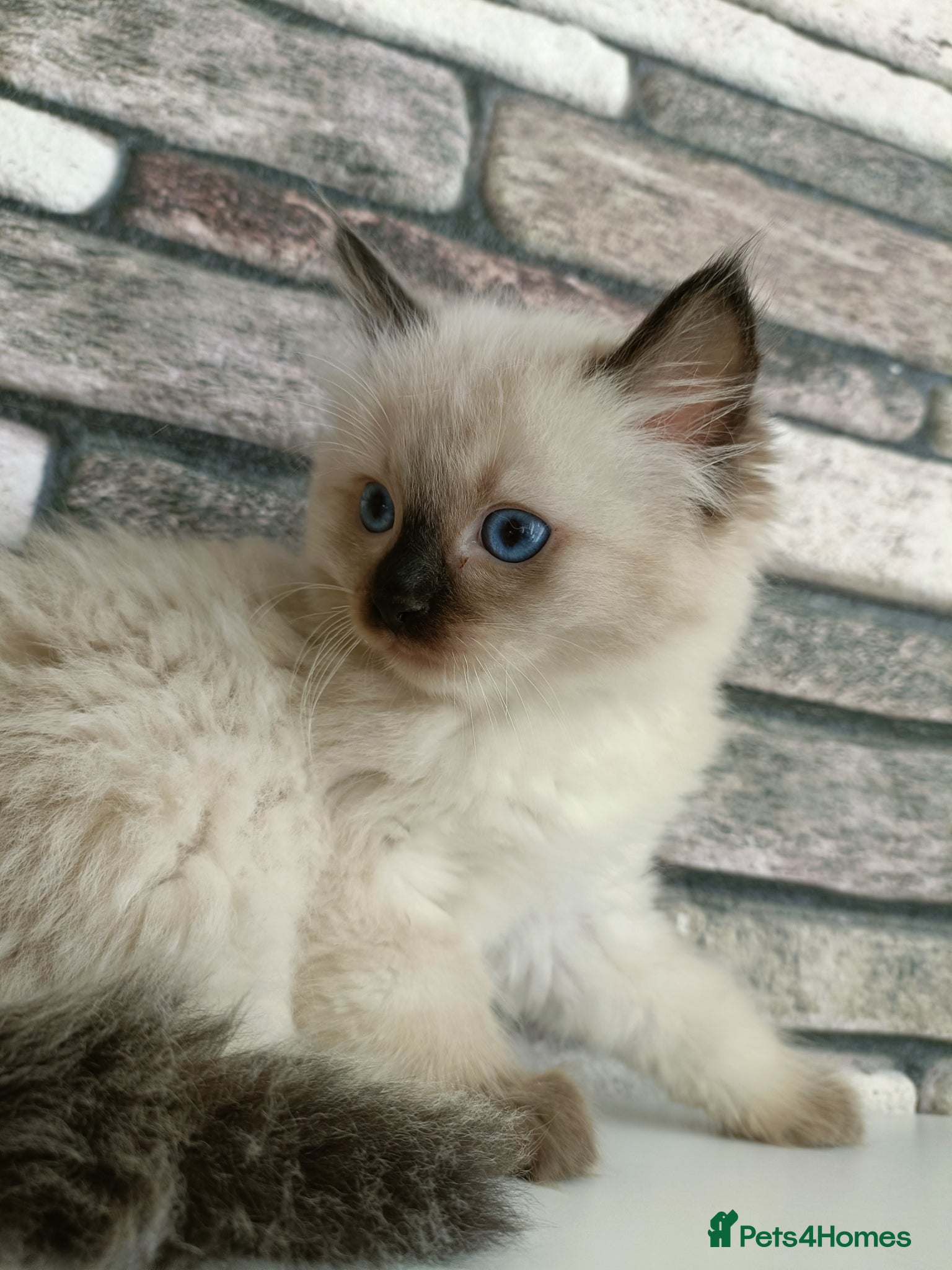 Ragdoll cats 4 pure ragdoll kitten ready to leave🐾 - Advert 8