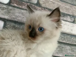 Ragdoll cats 4 pure ragdoll kitten ready to leave🐾 - Advert 8