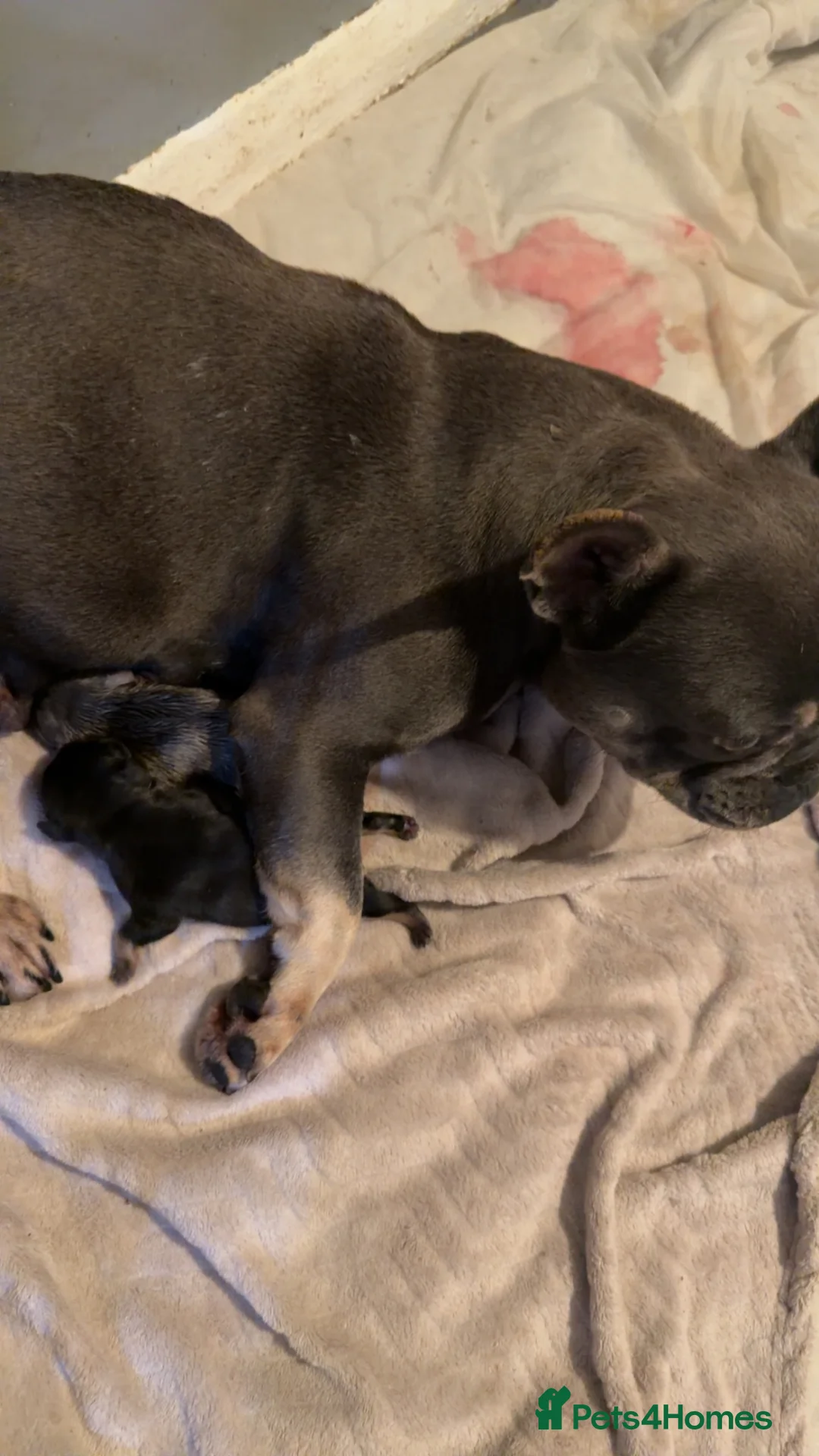 French Bulldog dogs for sale: French bulldogs  - Advert 8