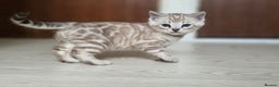 Bengal cats for sale: ❄️ Gorgeous Snow and Charcoal Bengals ❄️  - Advert 21