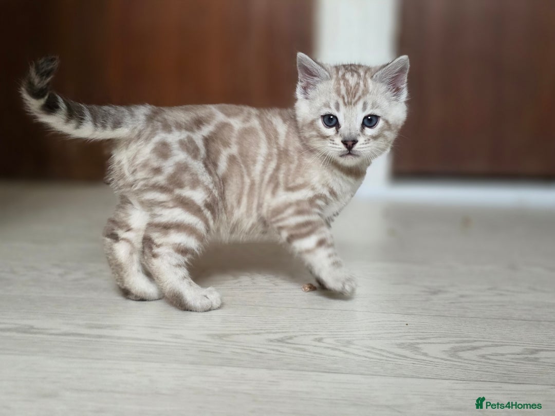 Bengal cats for sale: ❄️ Gorgeous Snow and Charcoal Bengals ❄️  - Advert 21