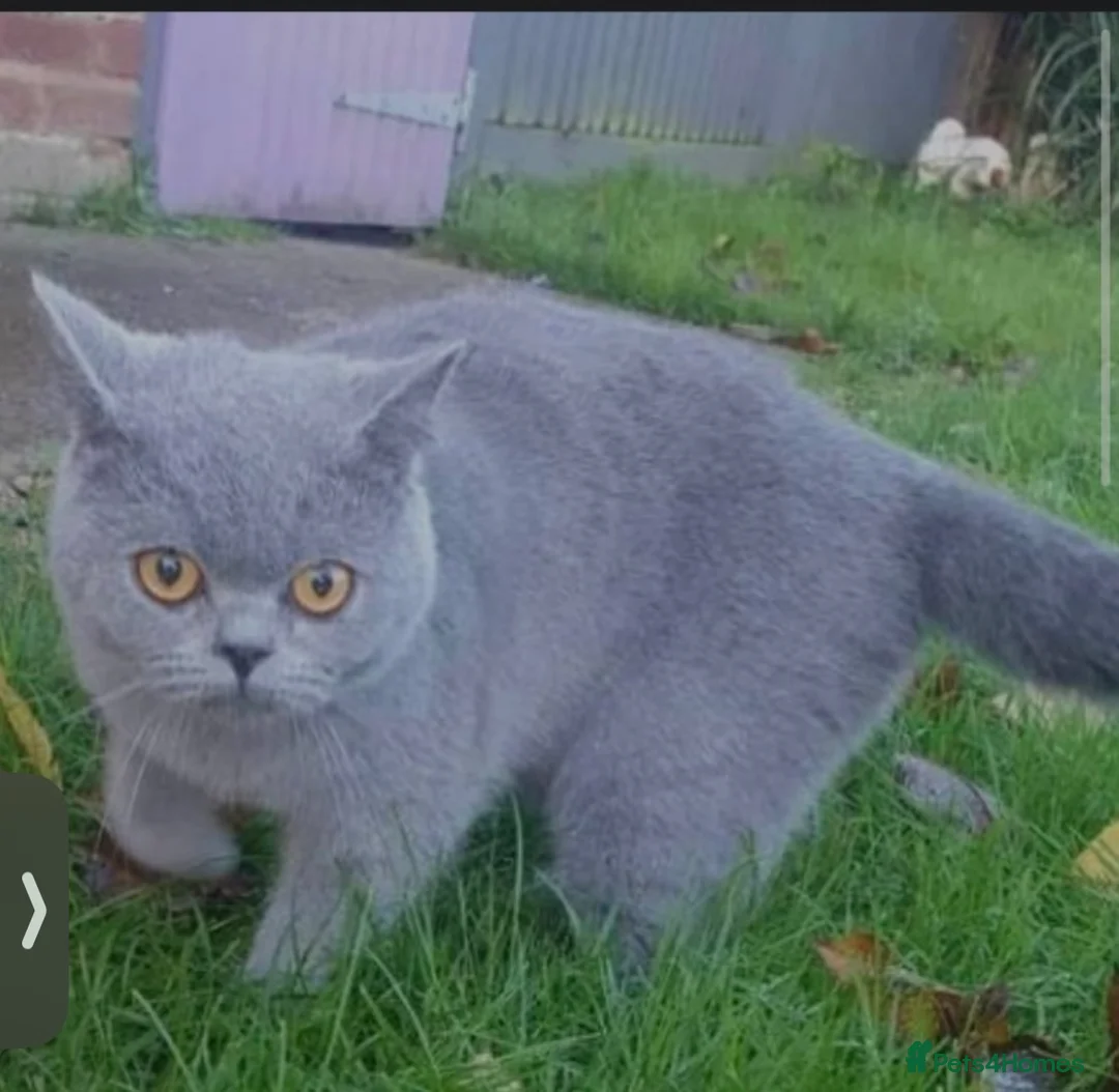 British Shorthair cats for sale: Bsh gccf registered  - Advert 5