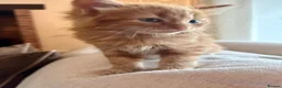 Mixed Breed cats for sale: Beautiful Ginger Kittens  - Advert 2