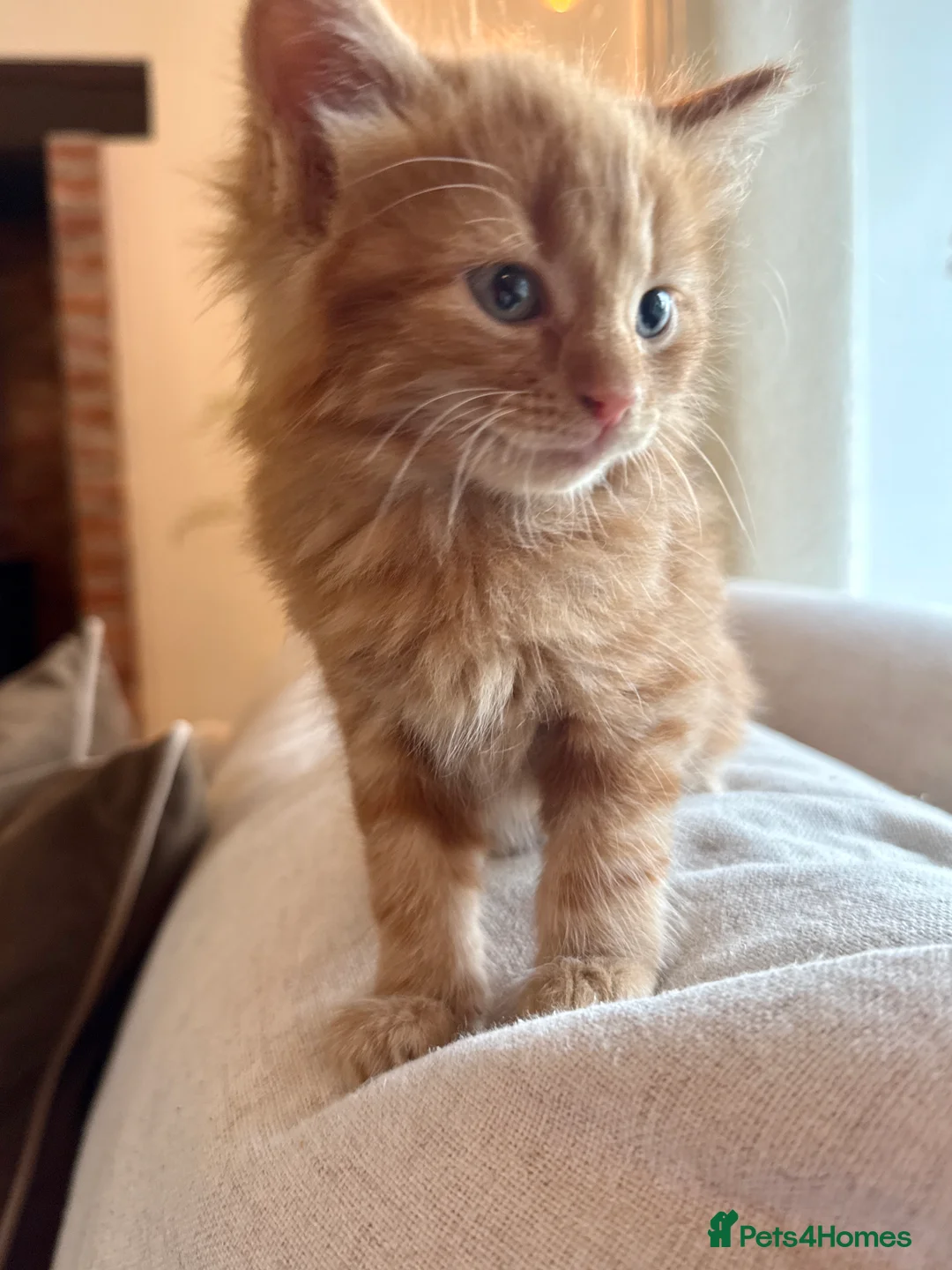 Mixed Breed cats for sale: Beautiful Ginger Kittens  - Advert 2