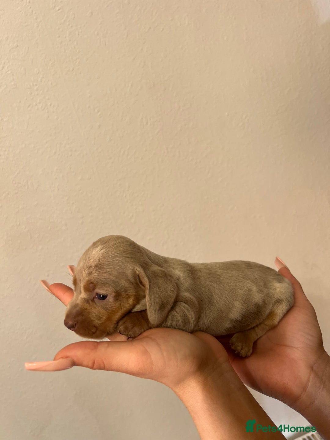 Miniature Dachshund dogs for sale: gorgeous dachshund puppy 🐶🐾 - Image 10