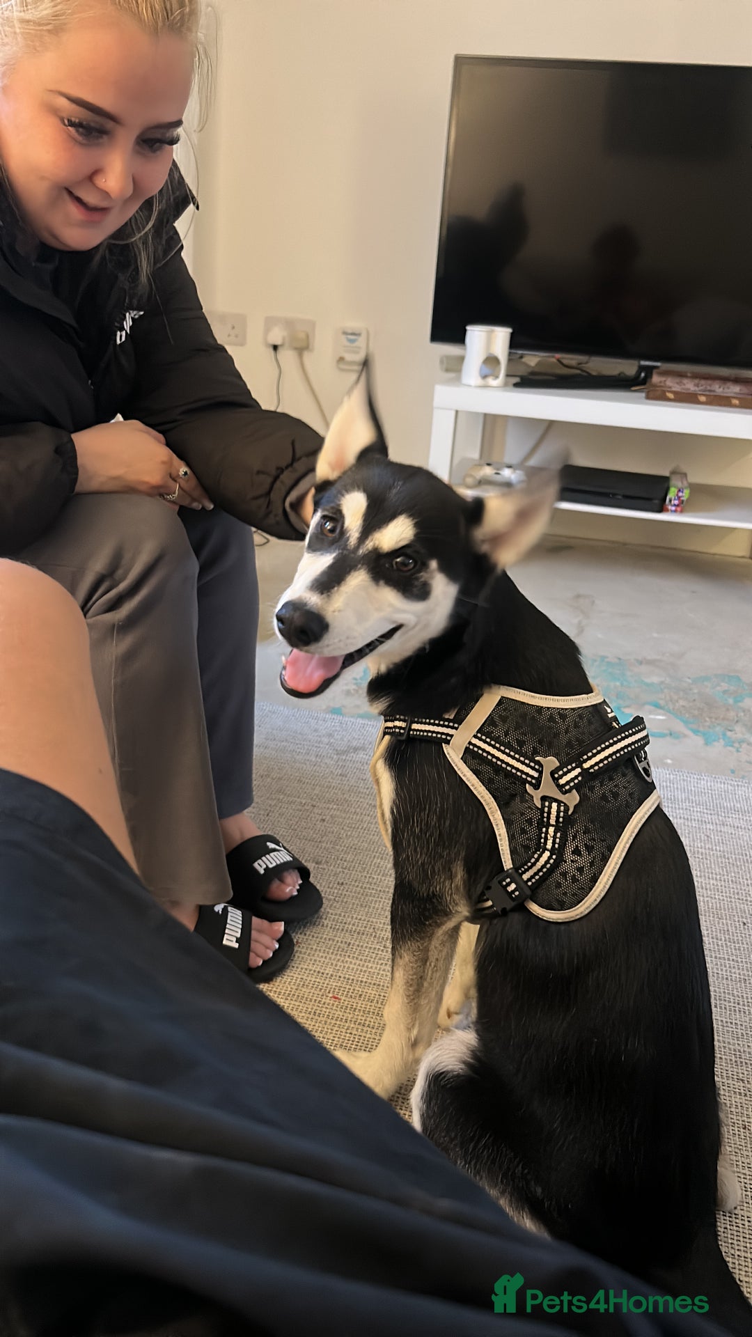 Mixed Breed dogs for sale: Luna, Siberian husky  - Image 1