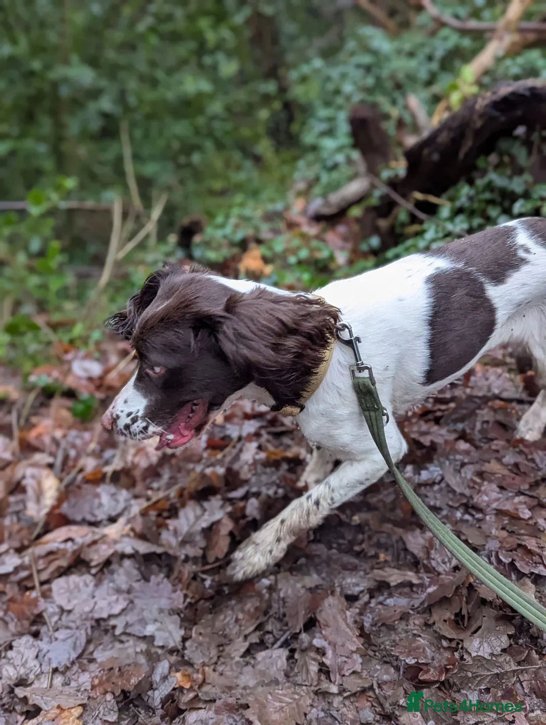 Sprocker dogs for sale: 3 Year Old Sprocker Girl in Sheffield - Advert 2